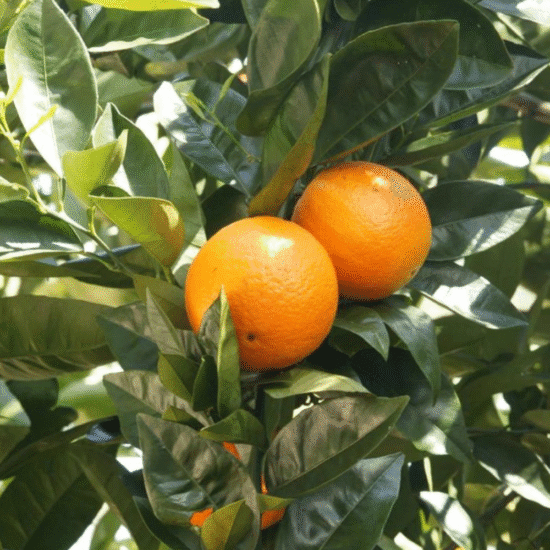 Alternative view of קרם גוף מסדרת Bee Lovely