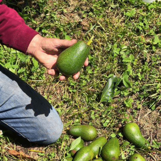 Alternative view of קרם לילה אבוקדו וויטמין E