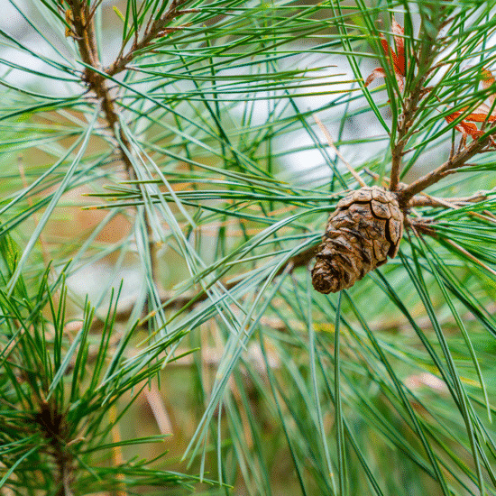 Alternative view of שמן אתרי אורן