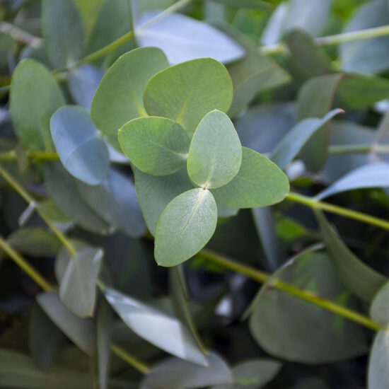 Alternative view of משחת אקליפטוס