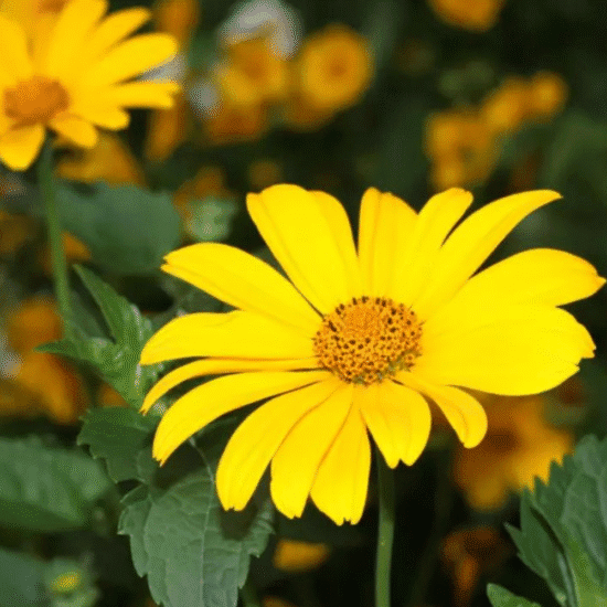 Alternative view of משחת ארניקה