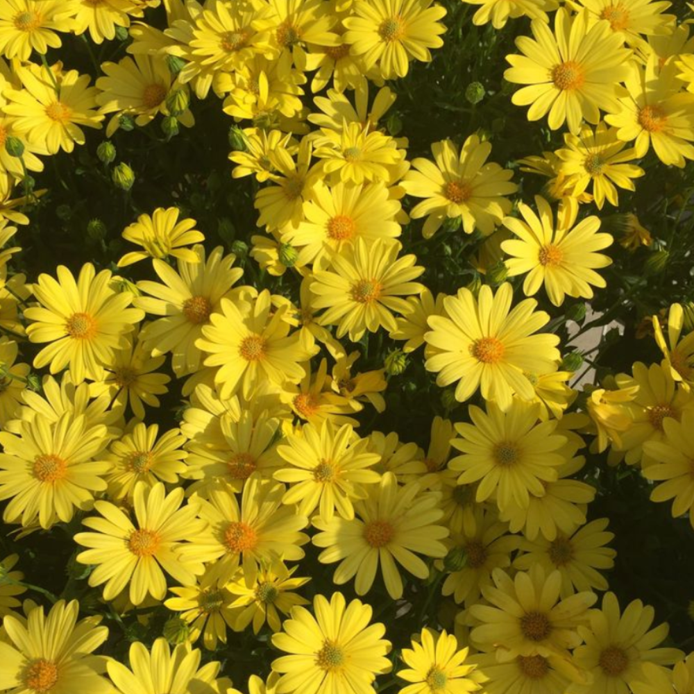 משחת ארניקה – תמונה 3