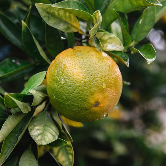 Alternative view of שמן אתרי אשכולית