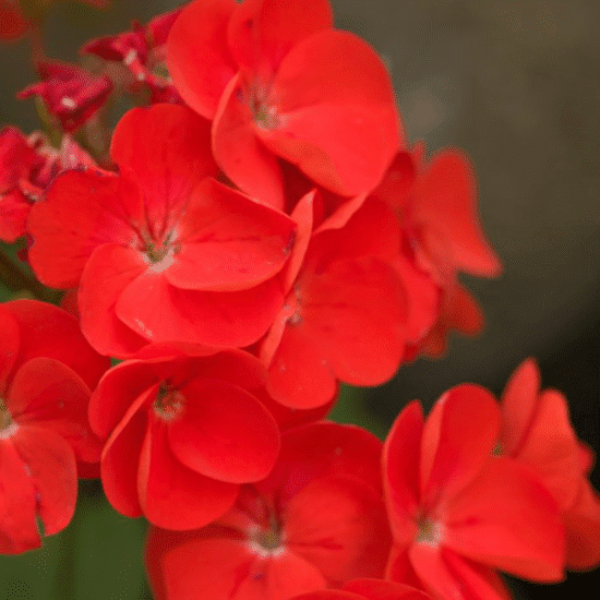 Alternative view of ג'ל רחצה גרניום ותפוז (200ml)