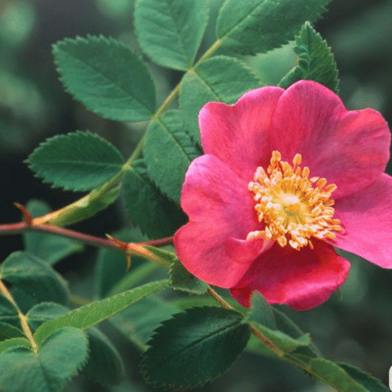 Alternative view of Vegan - ביוטי באלם ורד הבר