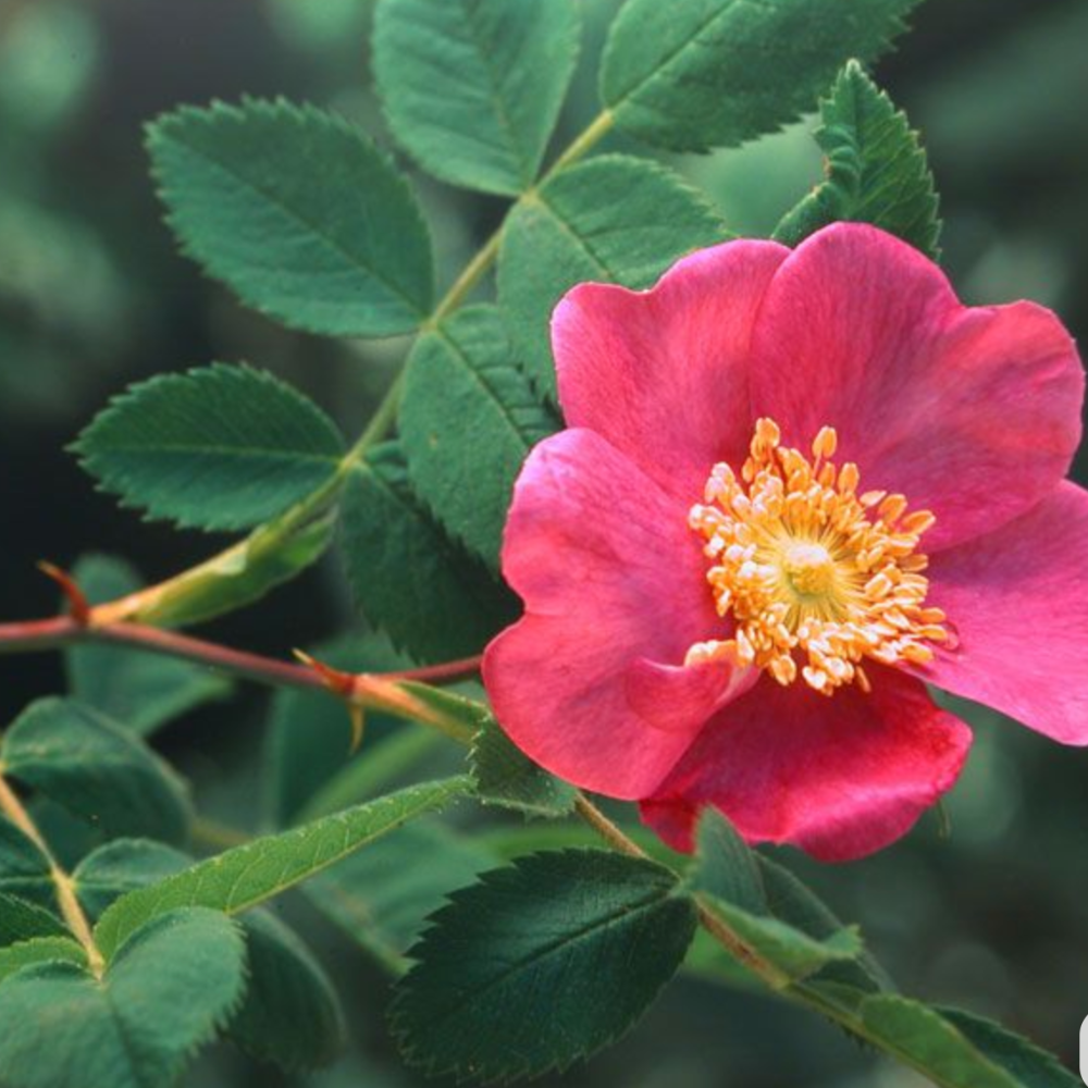 Vegan - ביוטי באלם ורד הבר – תמונה 2