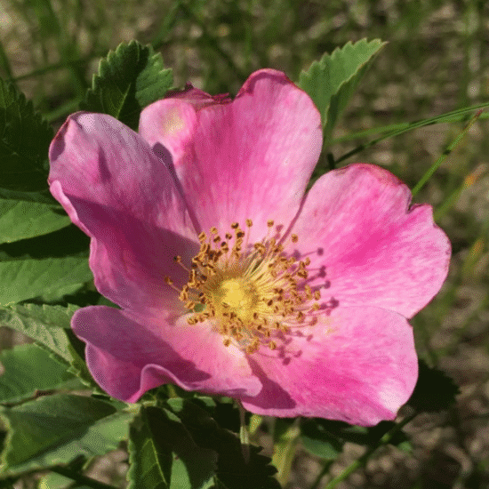 Alternative view of קרם יום ורד הבר - GLOW