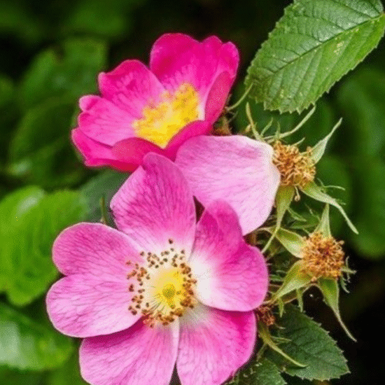 Alternative view of ביוטי באלם ורד הבר