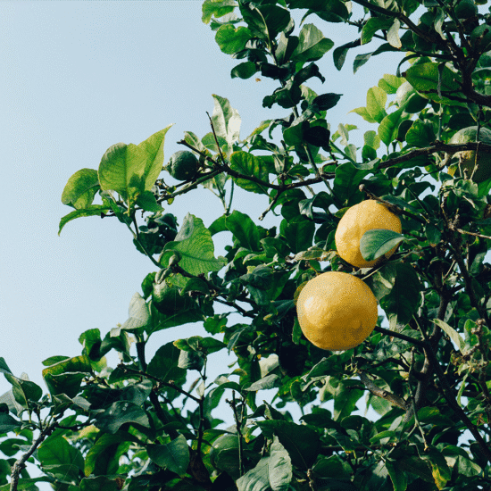 Alternative view of דאודורנט לימון-קוריאנדר