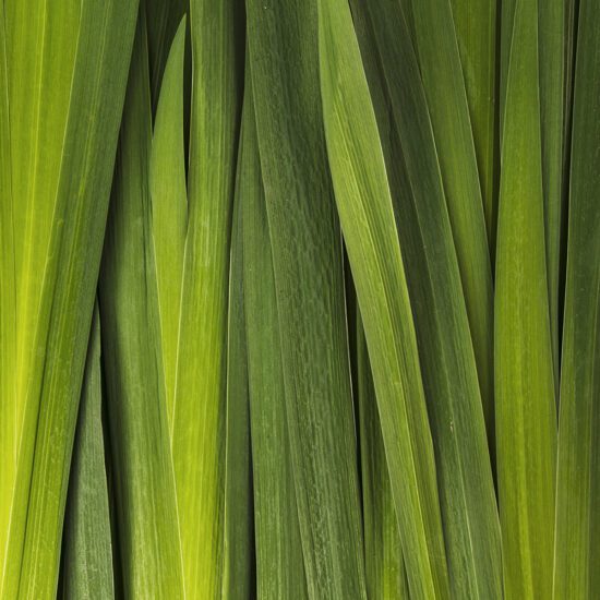 Alternative view of שמן אתרי למון גראס