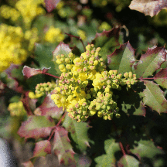 Alternative view of בוסטר מהוניה