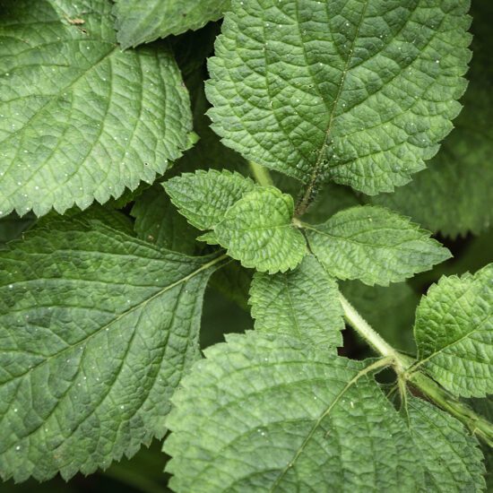 Alternative view of שמן אתרי מליסה