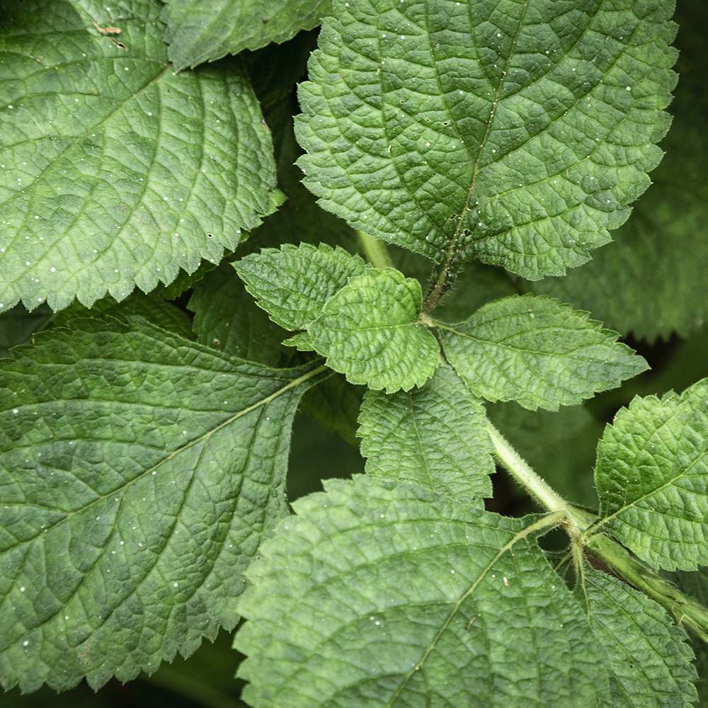 שמן אתרי מליסה – תמונה 2