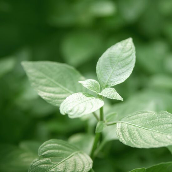 Alternative view of דאודורנט מנטה-ליים