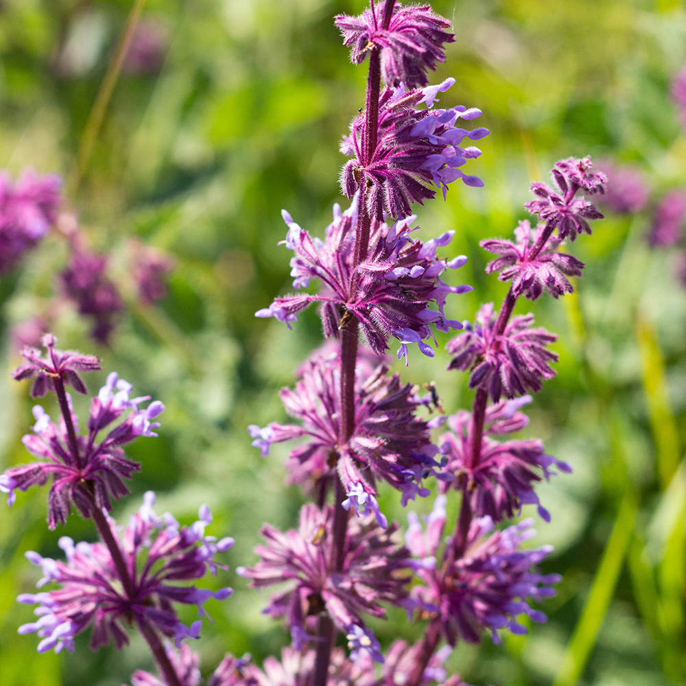 שמן אתרי מרווה מרושתת – תמונה 2