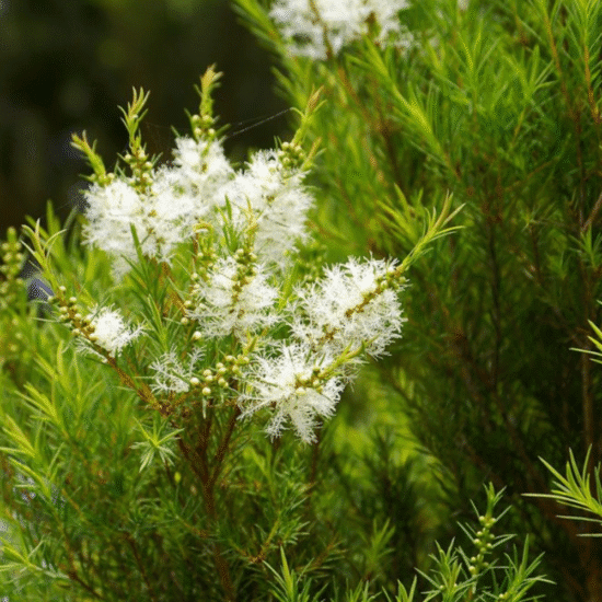 Alternative view of שמן אתרי עץ התה