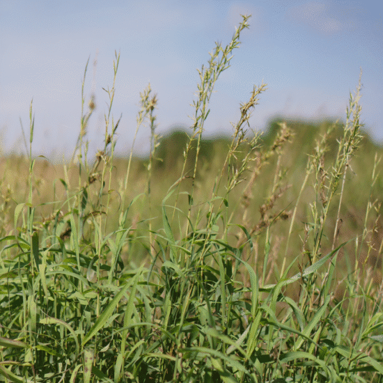 Alternative view of ג'ל שטיפת פנים פלמרוזה