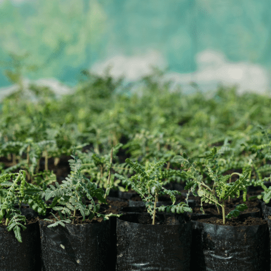 Alternative view of קרם עיניים Lift