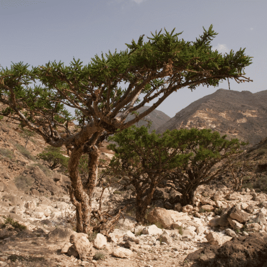 Alternative view of מי פנים פראנקינסנס (25ml)