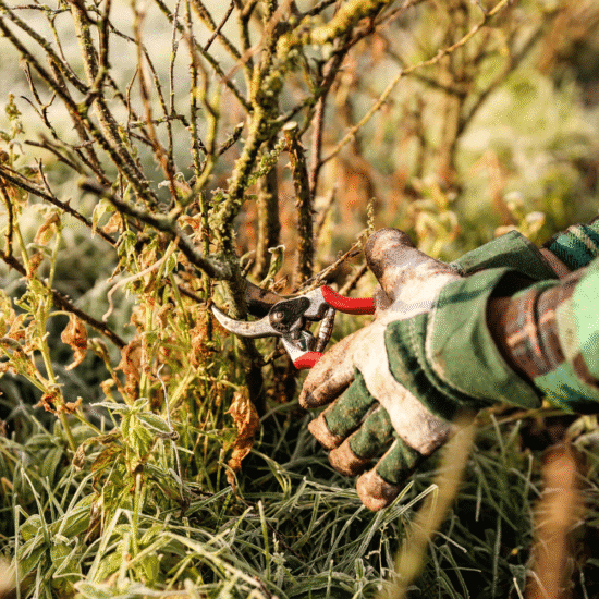 Alternative view of סרום פנים פראנקינסנס