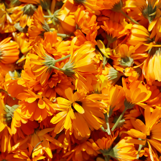 Alternative view of קרם גוף קלנדולה ושיבולת שועל