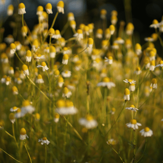 Alternative view of שמן אתרי קמומיל רומן