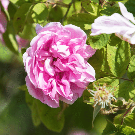 Alternative view of שמפו מזין רוז (950ml)