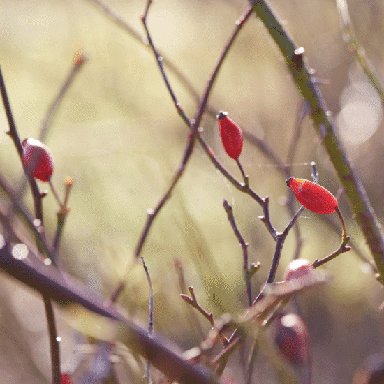 Alternative view of שפתון חמאת שיאה-רוזהיפ