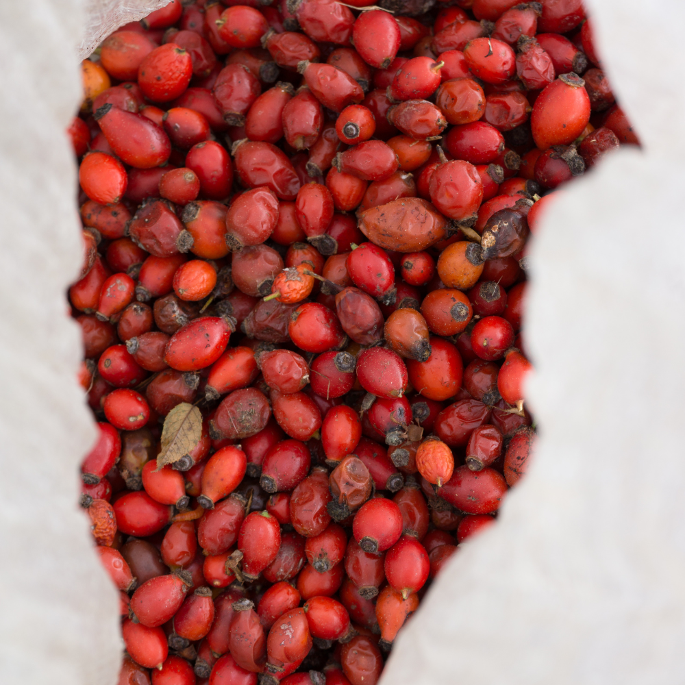 בוסטר רוזהיפ – תמונה 2