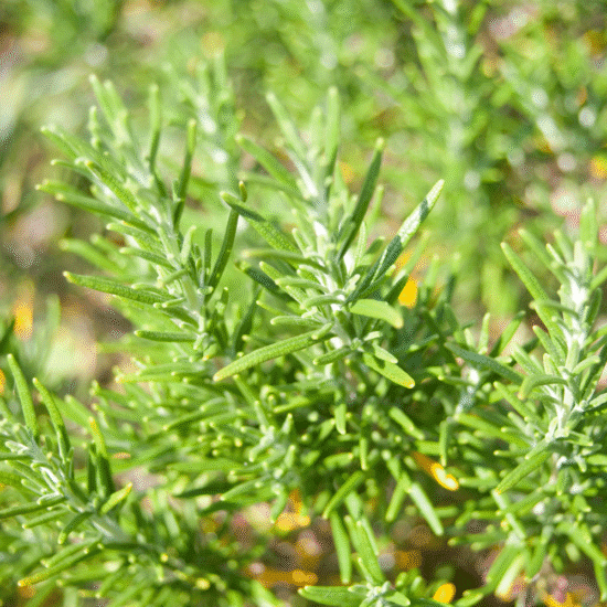 Alternative view of מסיכה טיפולית לשיער