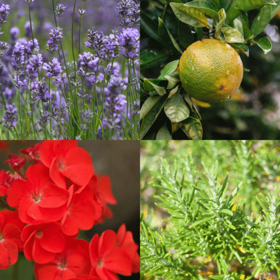 Alternative view of רול רמדיס לאנרגיה