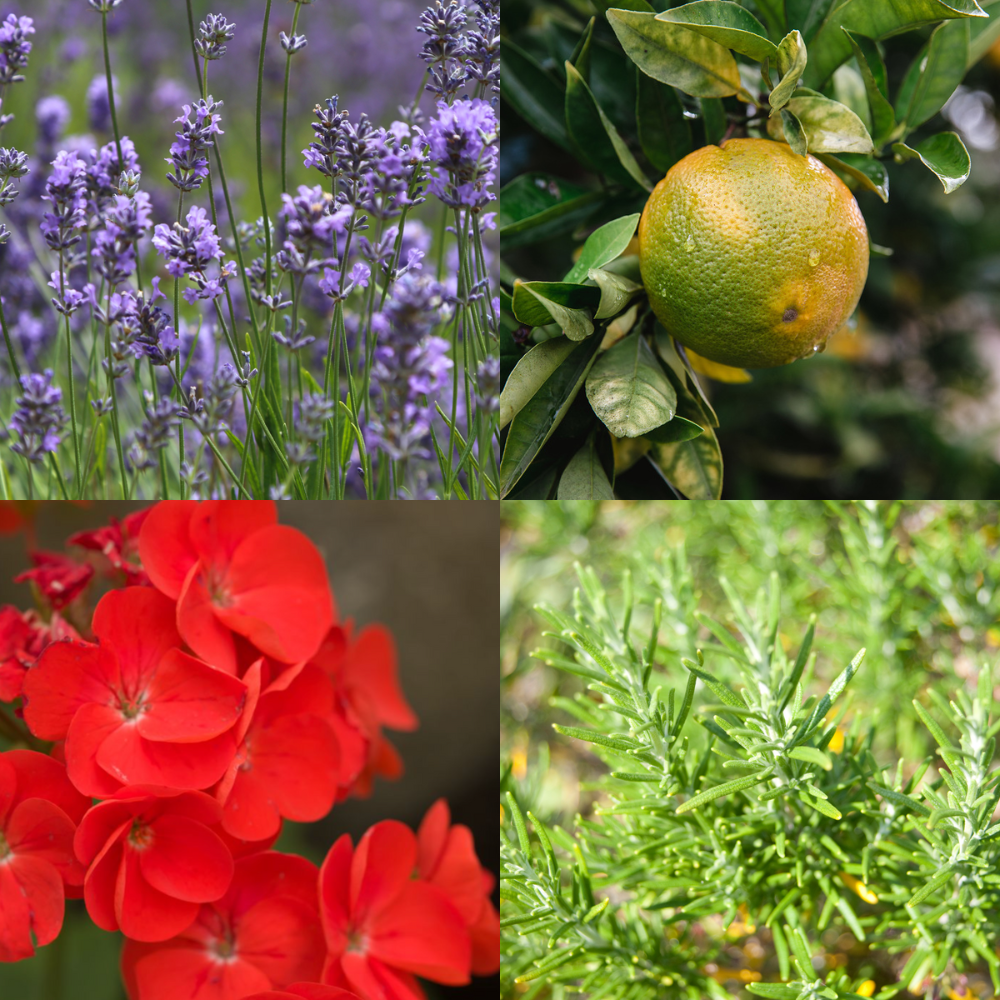 רול רמדיס לאנרגיה – תמונה 2