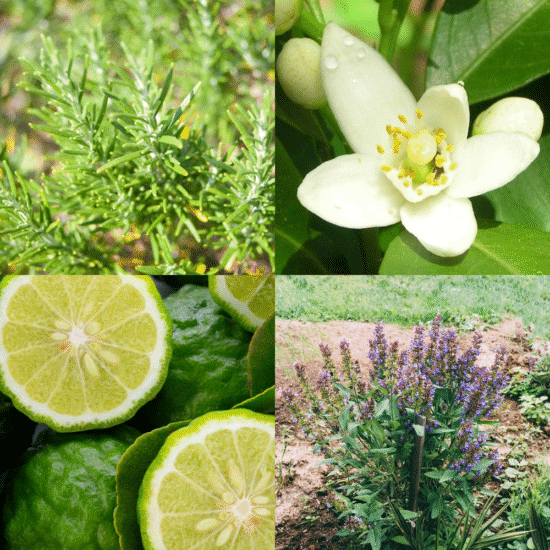 Alternative view of רול רמדיס לנסיעות