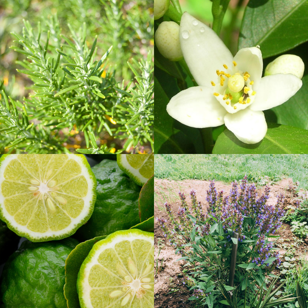 רול רמדיס לנסיעות – תמונה 2