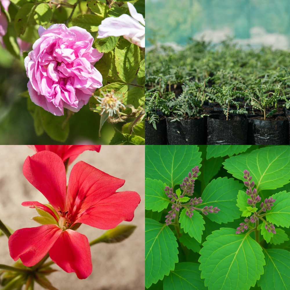 רול רמדיס לנשים – תמונה 2