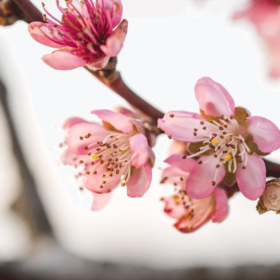 Alternative view of קרם לחות שקדים
