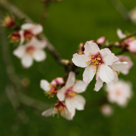 Alternative view of קרם רגליים