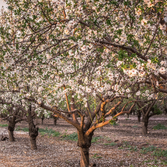 Alternative view of שמן שקדים בכבישה קרה