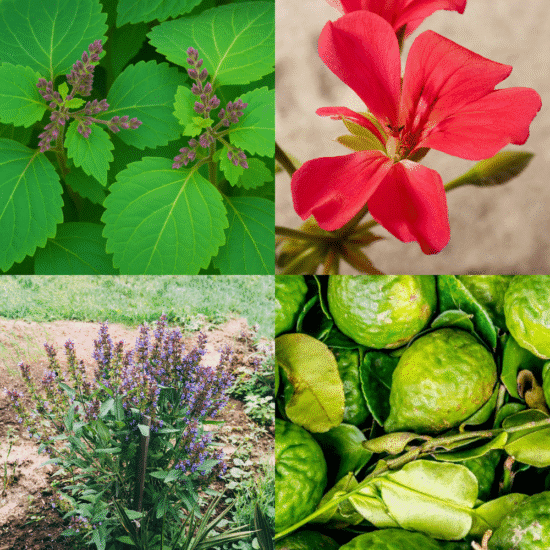 Alternative view of תערובת ארומתרפית - לאיזון נשי