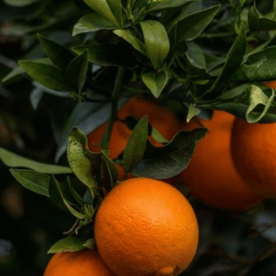 Alternative view of ג'ל רחצה מסדרת Bee Lovely