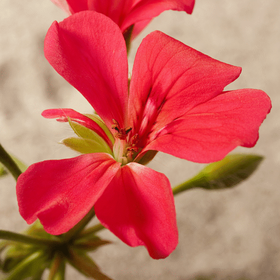 Alternative view of שמן עיסוי גרניום-תפוז (500ml)