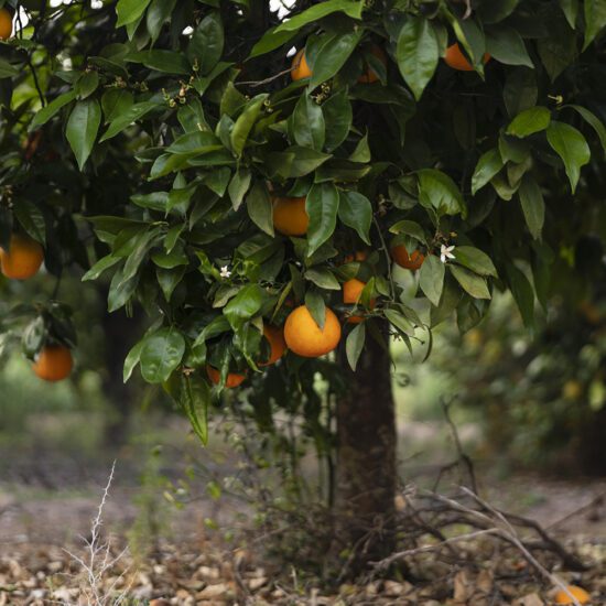 Alternative view of באלם לשפתיים Bee Lovely