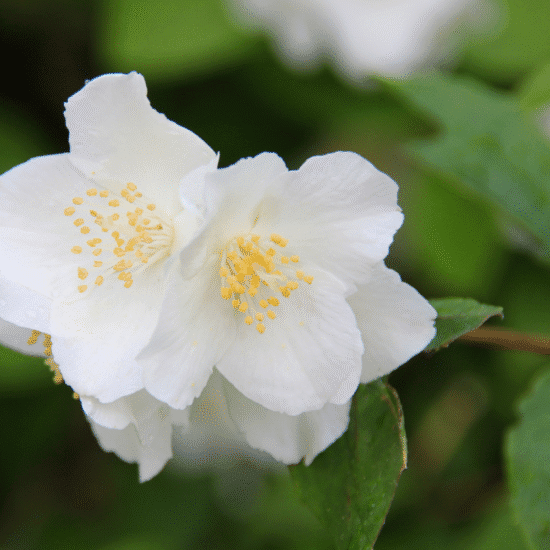 Alternative view of ⁠שמן אתרי יסמין