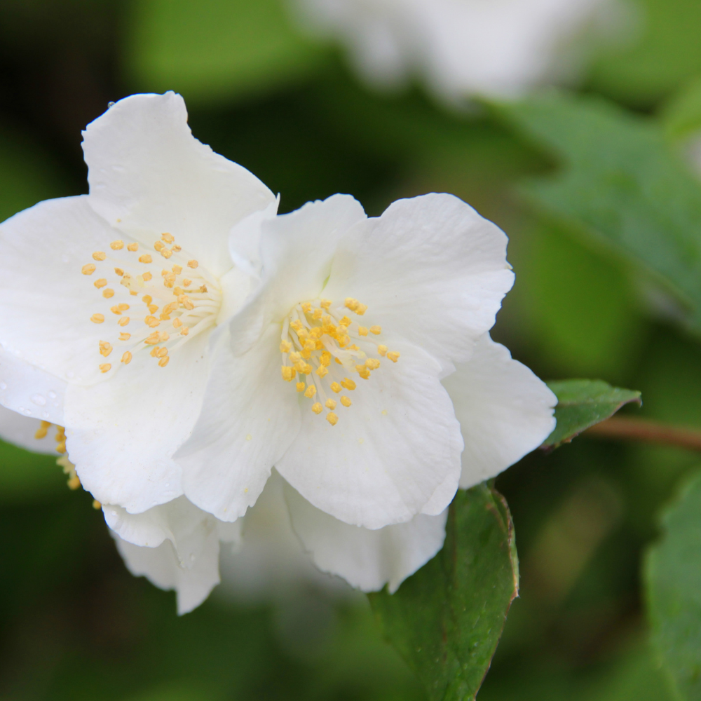 שמן אתרי יסמין – תמונה 2