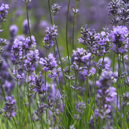 Alternative view of שמן אתרי לבנדר אנגלי