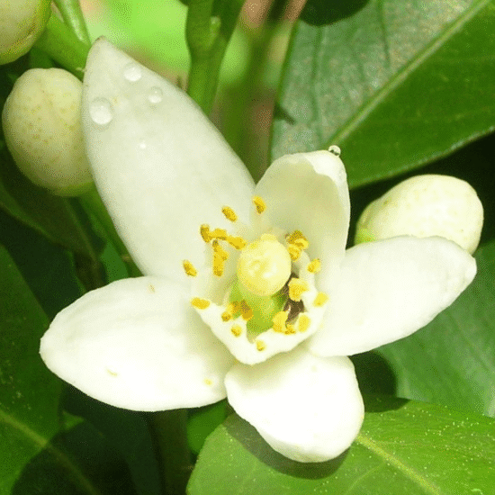 Alternative view of שמן אתרי נרולי