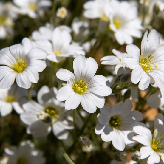 Alternative view of קרם משקם סטלריה