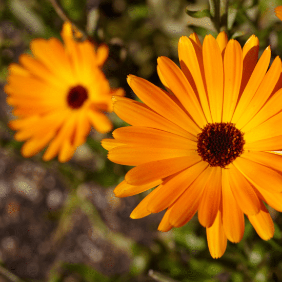 Alternative view of קרם טיפולי קלנדולה