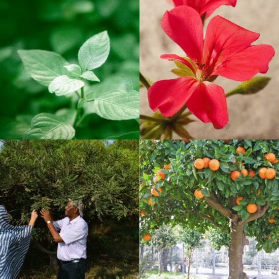 Alternative view of תערובת ארומתרפית - לאופטימיות