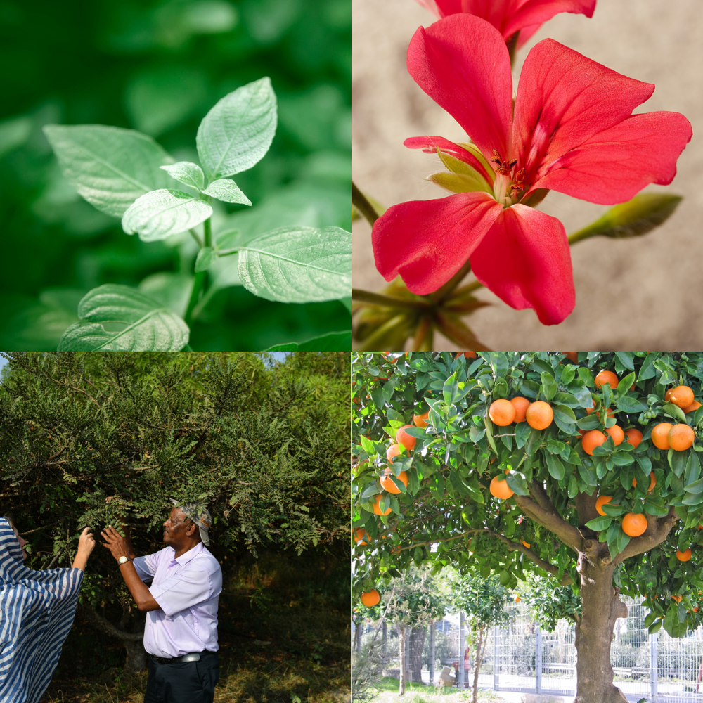 תערובת ארומתרפית - לאופטימיות – תמונה 2